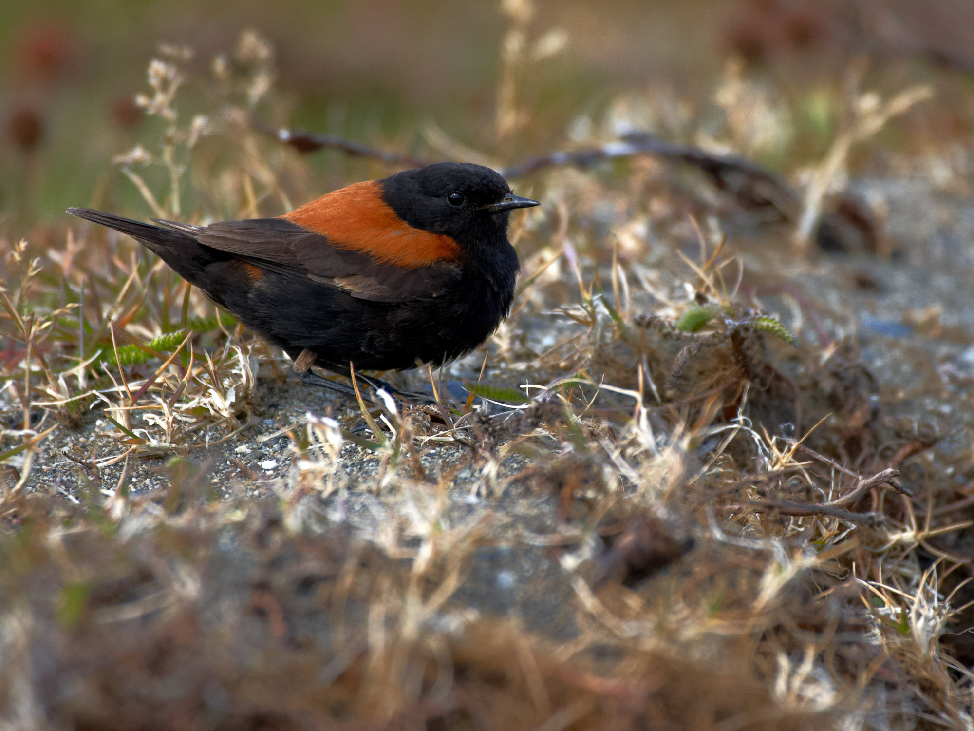 tyrant flycatchers (phoebes, kiskadees, Patagonia)